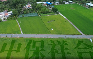 航拍绿稻，"中保祥合"守护希望田野